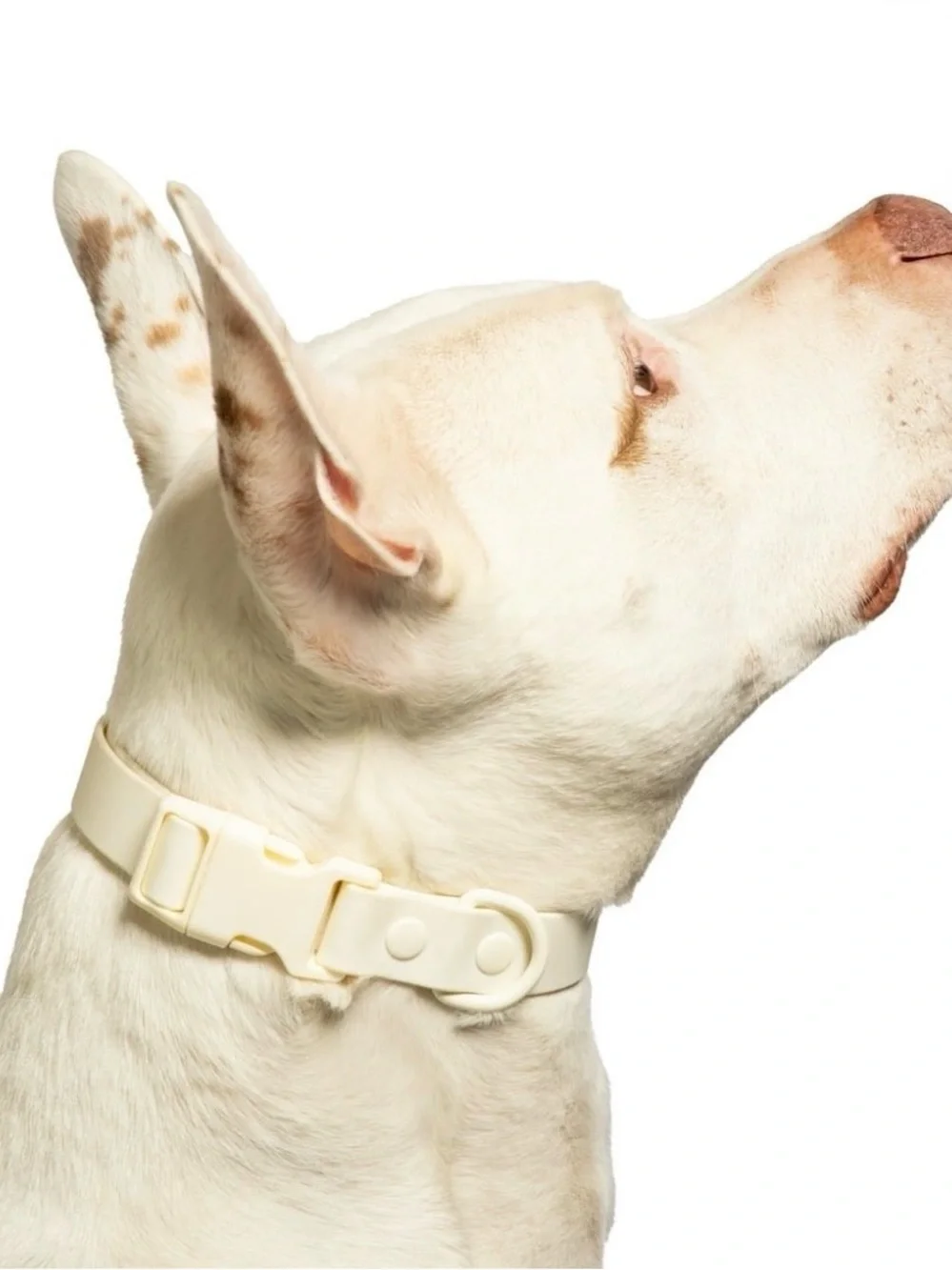 Vibrant Cream Water-Resistant Pet Collar - Large